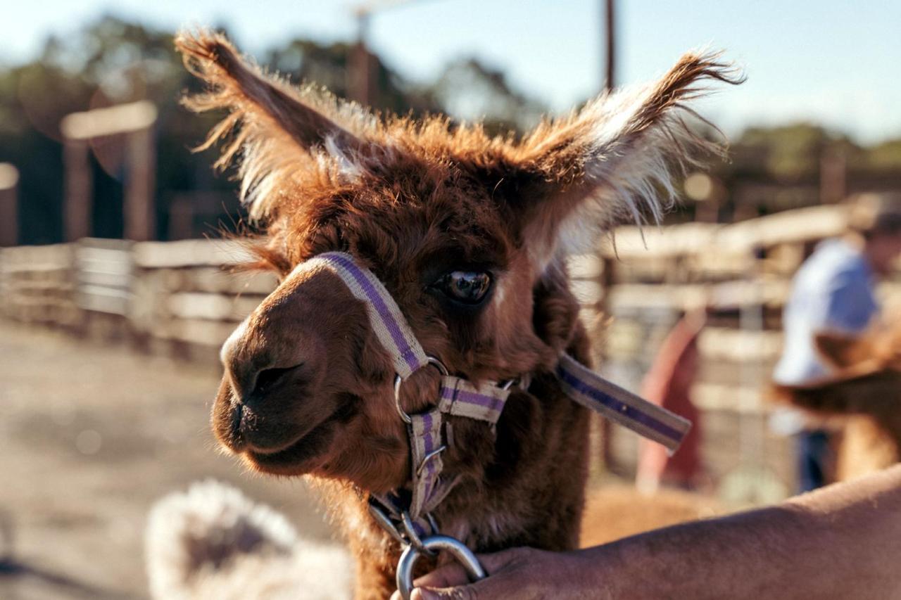 Hunter Valley Resort, Hunter Farm Adventure Centre & 4 Pines At The Farm Pokolbin Εξωτερικό φωτογραφία