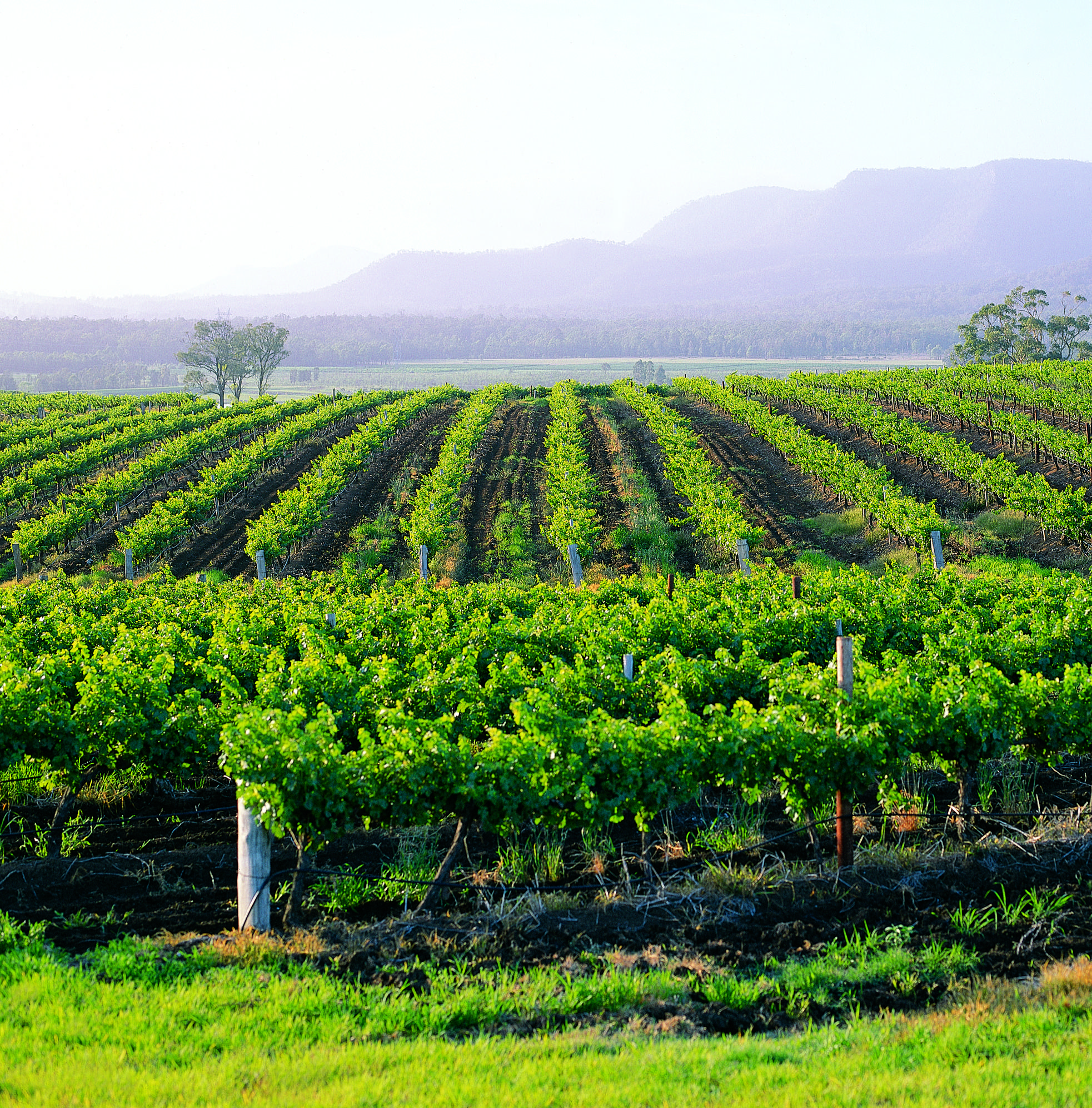 Hunter Valley Resort, Hunter Farm Adventure Centre & 4 Pines At The Farm Pokolbin Εξωτερικό φωτογραφία